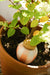 Olla - Orange and cream striped-Stera
