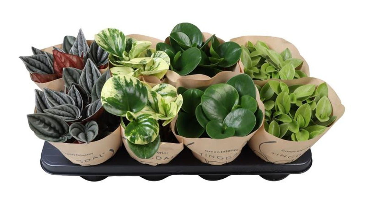 Peperomia MIX