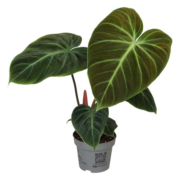 Philodendron 'El Choco Red'