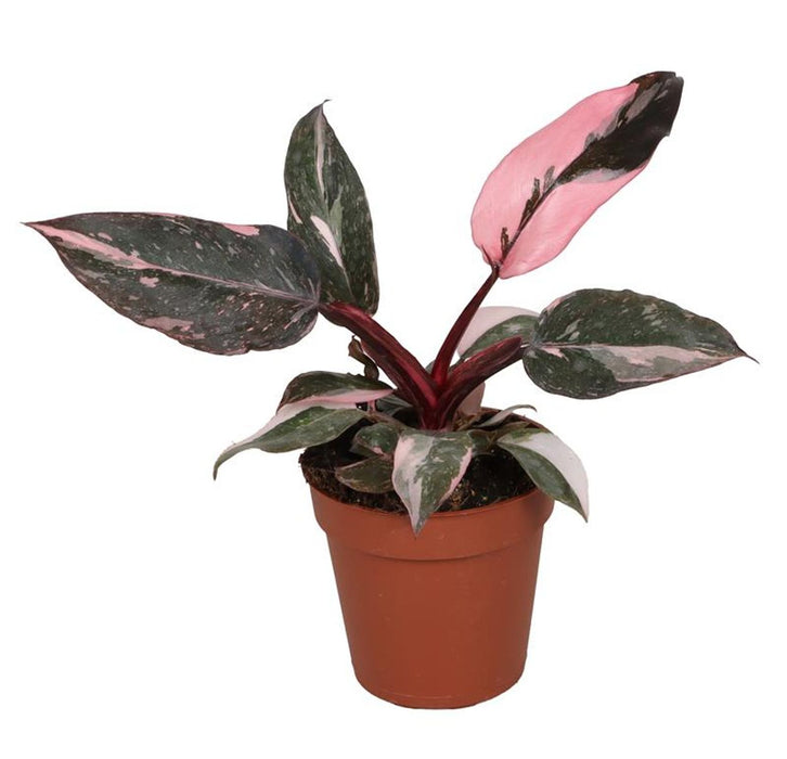 Philodendron 'Pink Princess Marble'