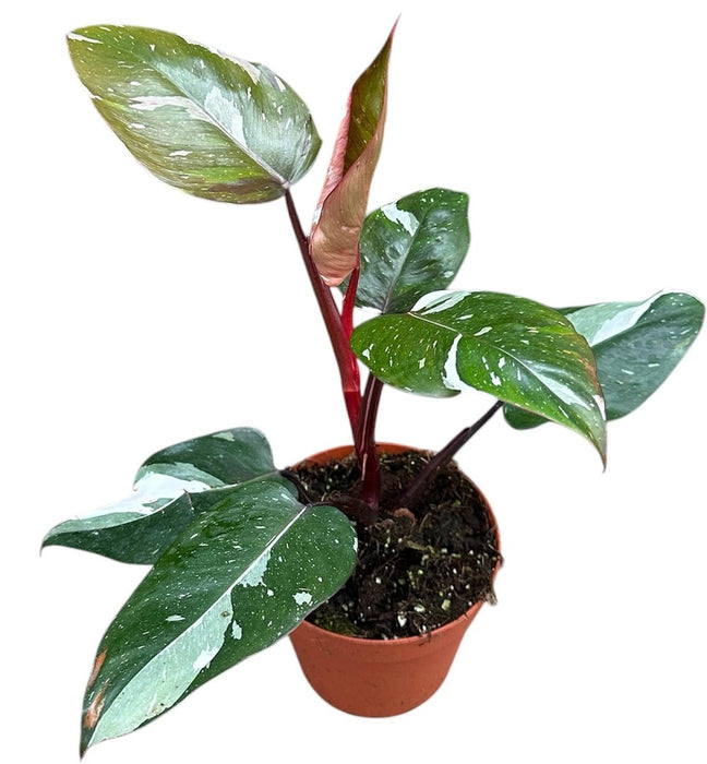 Philodendron 'Red Anderson'