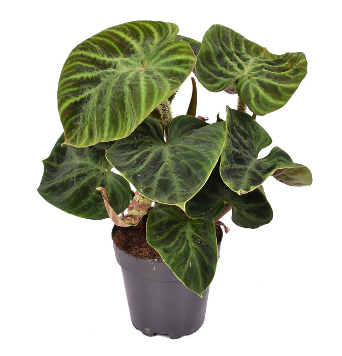 Philodendron verrucosum 'Incensi'