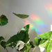 Sun Catcher Sticker - Bij met Monstera geldmasker | Room-Stera