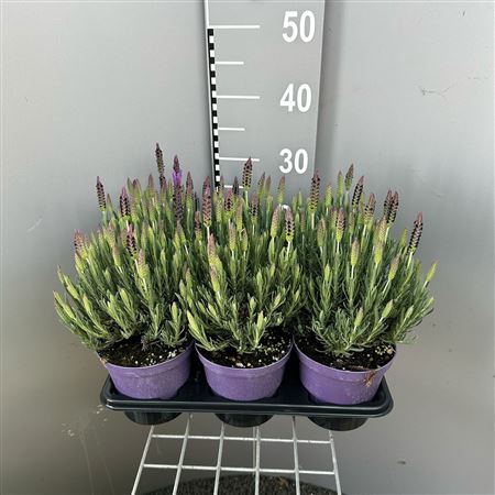 Lavandula Stoech Lusitanica