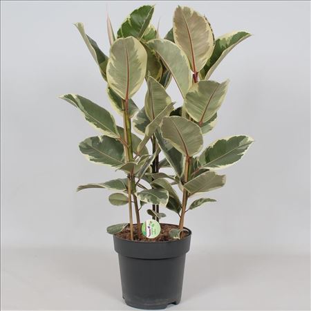 Ficus Elastica Tineke