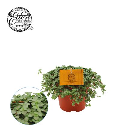 Pilea Glaucophylla Greyzy