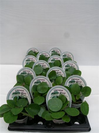 Pilea Peperomioides