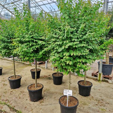Cercidiphyllum Japonicum (Koekjesboom)