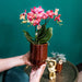 Kolibri Orchids | rode Phalaenopsis orchidee - Congo + Classy red- potmaat Ø9cm | bloeiende kamerplant - vers van de kweker - Stera