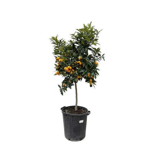 Citrus Kumquat - 150 cm - ø40 - Stera