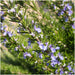 12 x 6 pack Rosmarinus officinalis - 72 x Ø7 cm - ↕20 cm - Stera