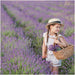 2 x 6 pack Lavendel angustifolia - 6 x Ø7 cm - ↕15 cm - Stera