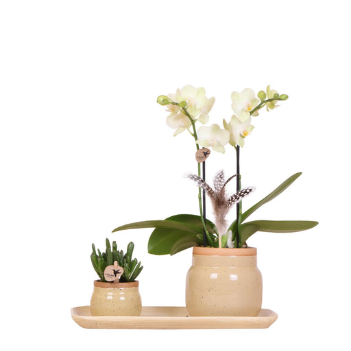Kolibri Orchids | Groene plant met gele Phalaenopsis orchidee in Vintage khaki sierpotten en bamboe dienblad - Stera