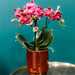 Kolibri Orchids | rode Phalaenopsis orchidee - Congo + Classy red- potmaat Ø9cm | bloeiende kamerplant - vers van de kweker - Stera