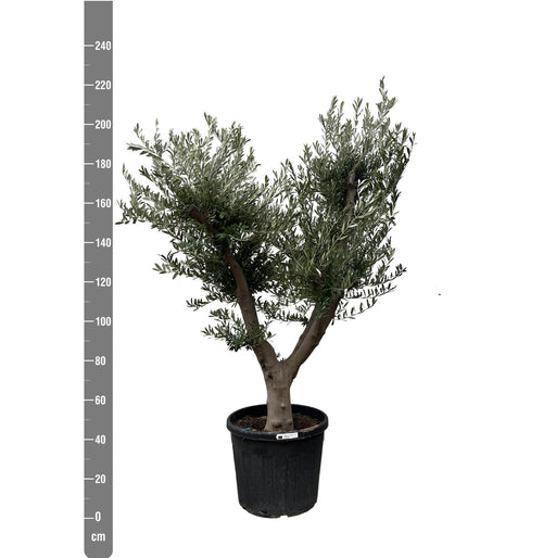 Olea Europaea Cultivo - 225cm- Ø60 - Stera
