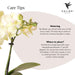 Kolibri Orchids | gele Phalaenopsis orchidee - Mexico + Diabolo pot sand - potmaat Ø9cm | bloeiende kamerplant - vers van de kweker - Stera