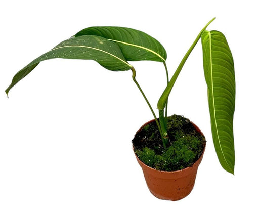 Philodendron Heterocraspedon - Ø17cm - ↕40cm - Stera