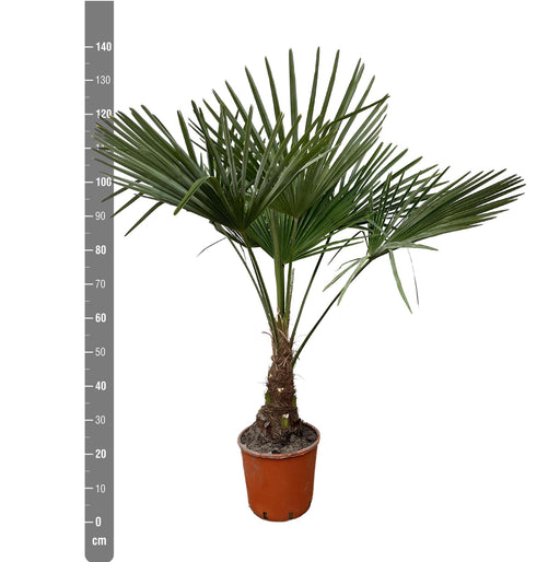 Trachycarpus - 130cm- Ø21 - Stera