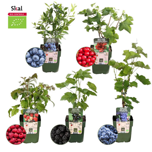 "Vruchten oase" BIO Fruitplanten mix set van 5 verschillende soorten - Stera
