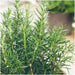 6 Rozemarijnplanten in deco bakje  | 6 x Ø7 cm | ↕15 cm | Rosmarinus offincalis - without - Stera