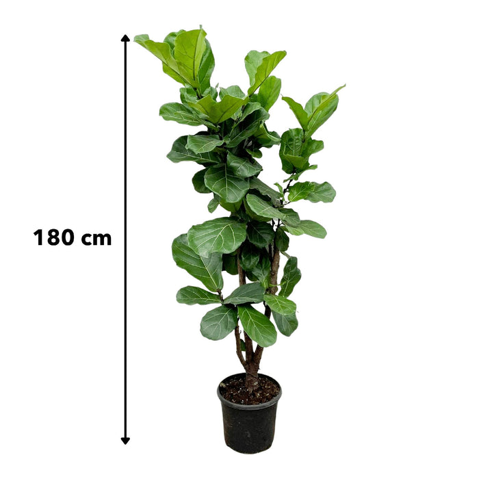 Ficus Lyrata vertakt - 180cm - ⌀30 - Stera