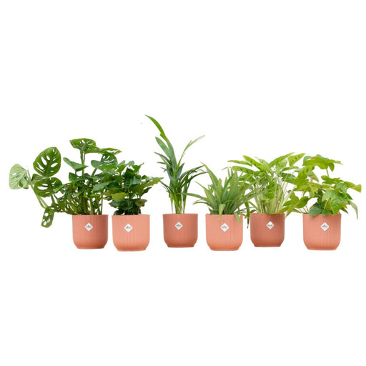 Verrassingsbox - 6 planten inclusief elho Vibes Fold Round Ø14 roze - Stera