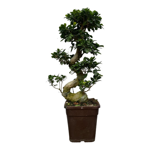 Ficus Microcarpa Ginseng - 110 cm - Ø26cm - Stera