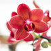 Kolibri Orchids | rode Phalaenopsis orchidee - Congo + Diabolo travertine - potmaat Ø9cm | bloeiende kamerplant - vers van de kweker - Stera