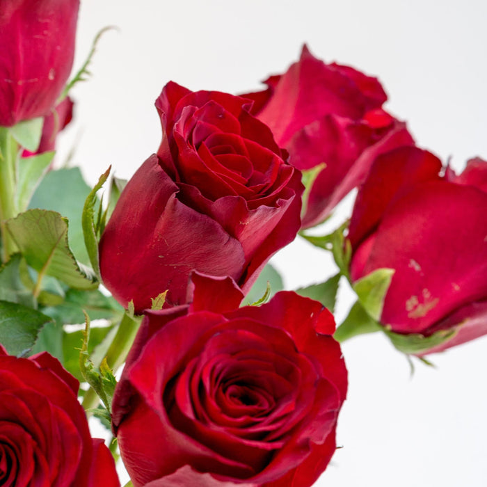 Letterbox Roses Bordeaux | 35cm length - Stera