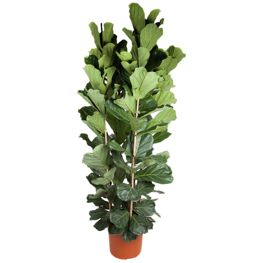 Ficus Lyrata struik - 250 cm - ø48 - Stera