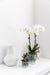 Kolibri Orchids | witte Phalaenopsis orchidee – Amabilis + Sky pot – potmaat Ø9cm – 40cm hoog | bloeiende kamerplant in bloempot - vers van de kweker - Stera