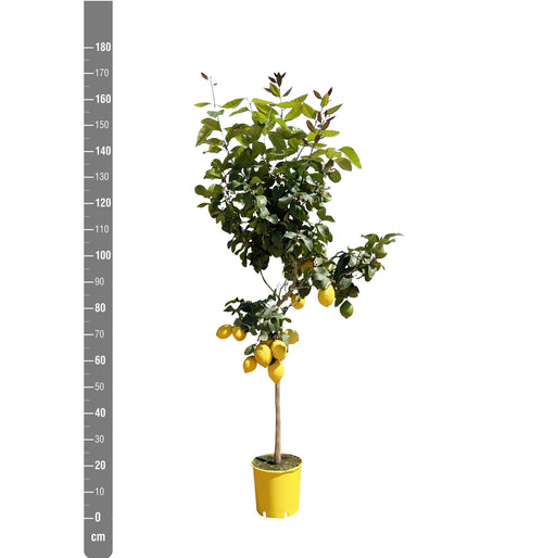Citroenboom - 180 cm - ø24 - Stera