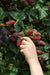 Rubus fruticosus 'Thornless Evergreen' - Doornloze Braam - Stera