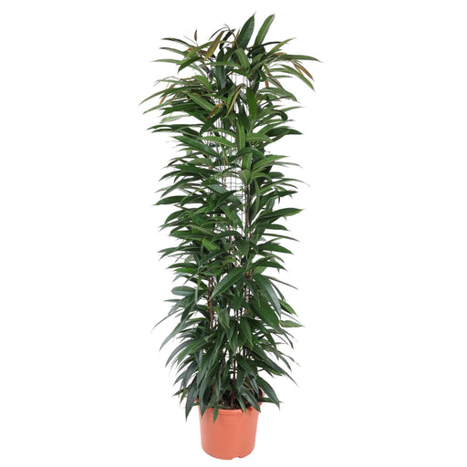 Ficus Alii King zuil - 150 cm - ø29 - Stera