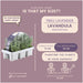 4 x 6er set Lavendel angustifolia - 24 x Ø7 cm - ↕15 cm - Stera