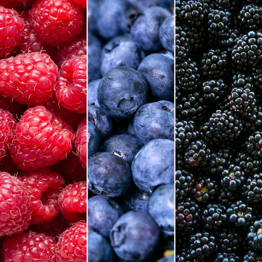 "Vruchten feestje" BIO Fruitplanten mix set van 3 verschillende soorten - Stera