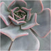 ROOTLESS Succulent Echeveria Lilacina op Deco tafelstandaard Ø20 cm - ↕20 cm - Stera