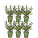 Plants by Frank - 1 meter  Hulst haag - Ilex crenata 'Jenny'® - Set van 6 winterharde haagplanten - Groenblijvende haag - Vers van de kwekerij geleverd - Stera