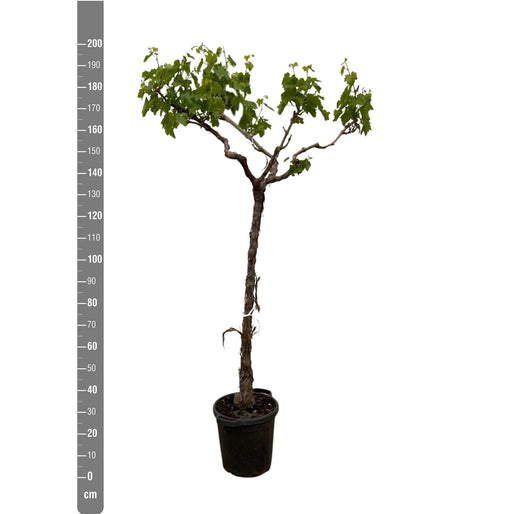 Druivenboom (Vitis Vinifera) stam vertakt - 200cm - ø35 - Stera