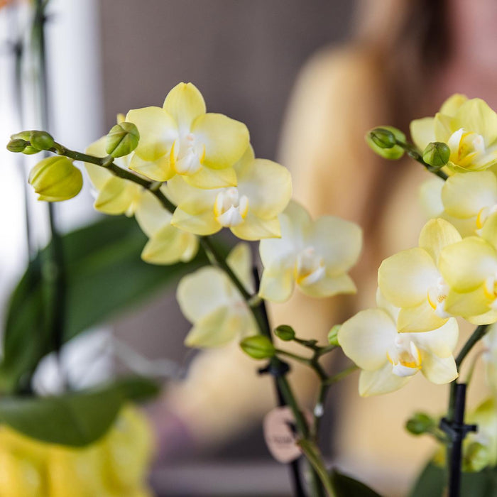 Kolibri Orchids | gele Phalaenopsis orchidee - Mexico + Citrus sierpot yellow - potmaat Ø9cm | bloeiende kamerplant - vers van de kweker - Stera