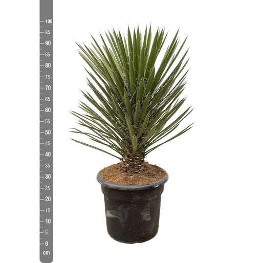 Yucca Filifera Australis - 100cm - ø30 - Stera