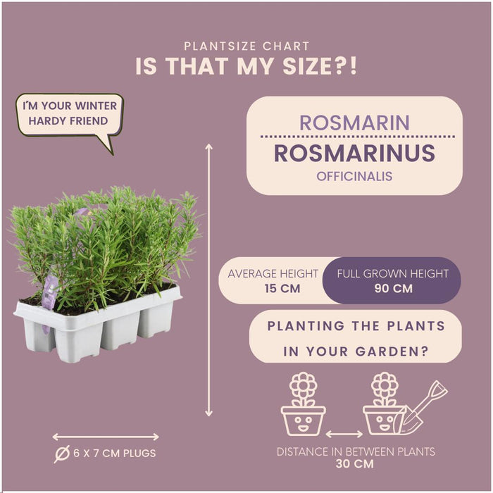 4 x 6 pack Rosmarinus officinalis - 24 x Ø7 cm - ↕20 cm - Stera