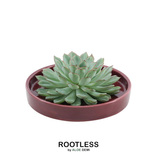ROOTLESS Succulent Echeveria Pulidonis in schaal 'rood' Ø20 cm - ↕5 cm - Stera
