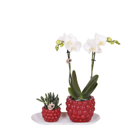 Kolibri Orchids | Plantenset Optimisme small| Groene planten met witte Phalaenopsis orchidee in Optimism sierpotten en witte dienblad - Stera
