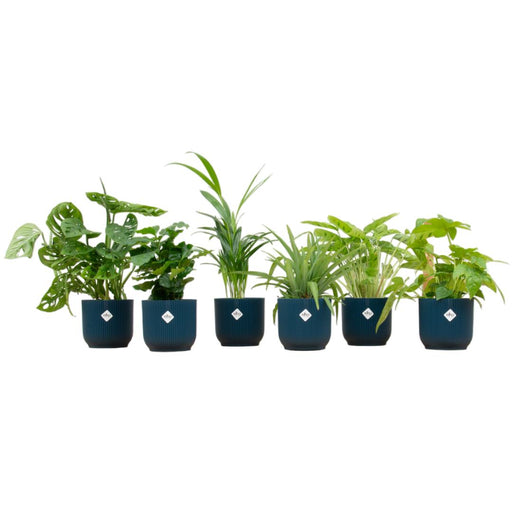 Verrassingsbox - 6 planten inclusief elho Vibes Fold Round Ø14 blauw - Stera