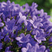 Campanula Addenda - Klokjesbloem paars potmaat 12cm - 2m2 bodembedekker - 12 stuks - Ambella purple - tuinplanten - winterhard - Stera