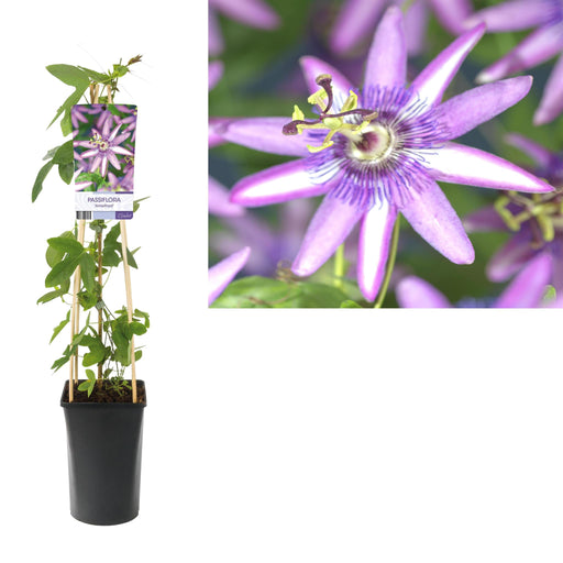 Passiflora 'Amethyst' - Ø17cm - ↕75cm - Stera