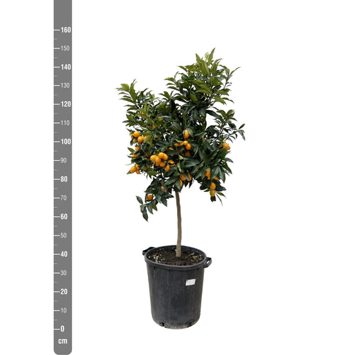 Citrus Kumquat - 150 cm - ø40 - Stera