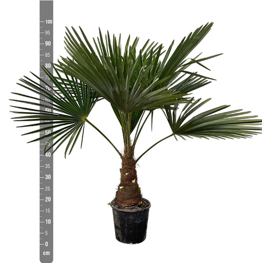Trachycarpus - 90cm- Ø21 - Stera
