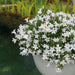 Campanula Addenda - Klokjesbloem wit potmaat 12cm - 1m2 bodembedekker - 6 stuks - Ambella white - tuinplanten - winterhard - Stera